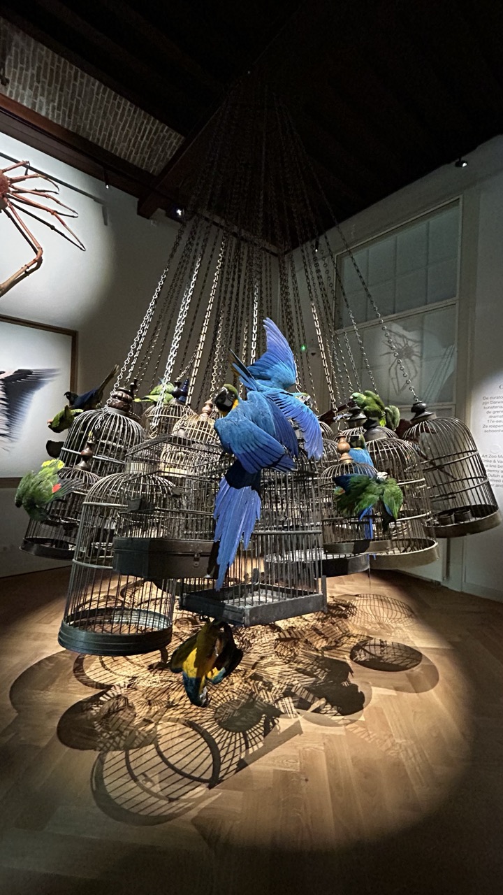 A room full of taxidermy parrots and their cages.