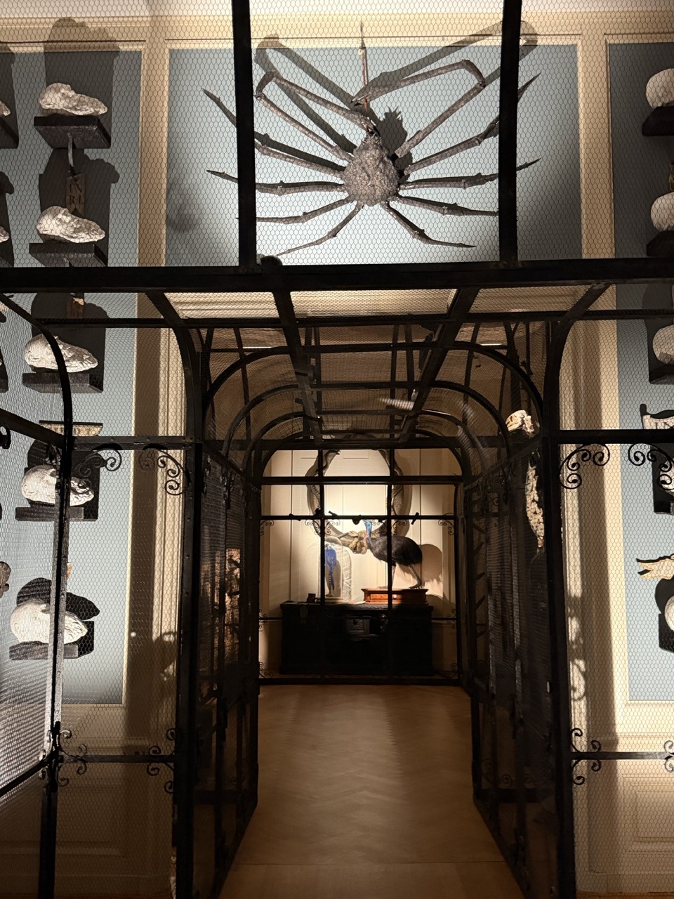 Art Zoo: a doorway leading into the next room with a taxidermy big spider above the door. 